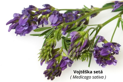Vojtěška setá